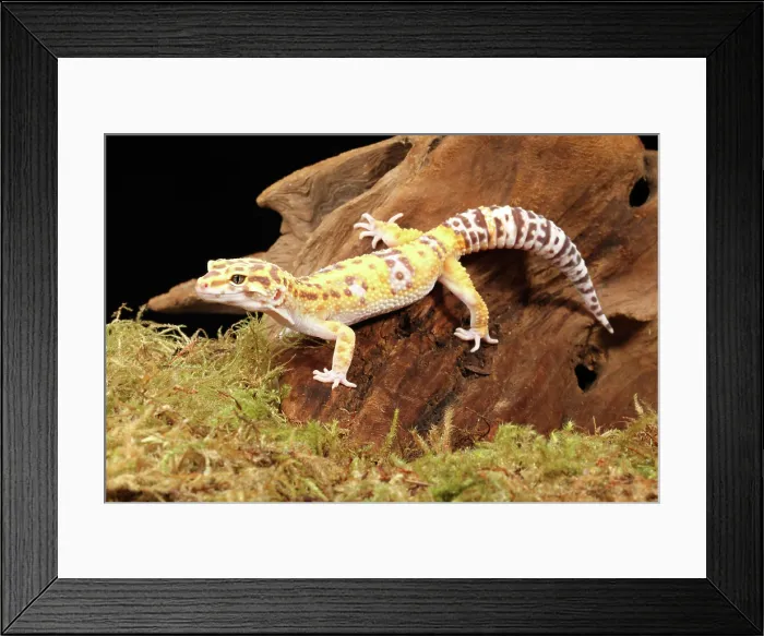 Framed Print : Leopard Geck (Eublepharis macularius) 2 Framed Print : Leopard Geck (Eublepharis macularius) 2