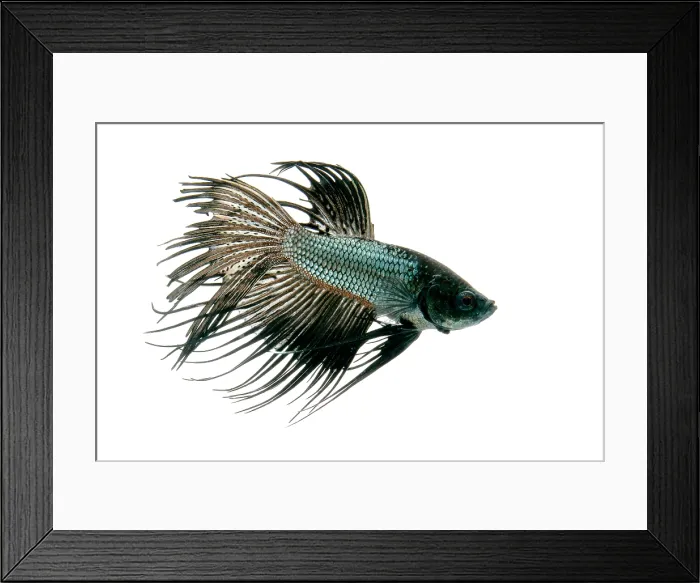 Framed Print : Siamese Fighting fish or Betta Framed Print : Siamese Fighting fish or Betta