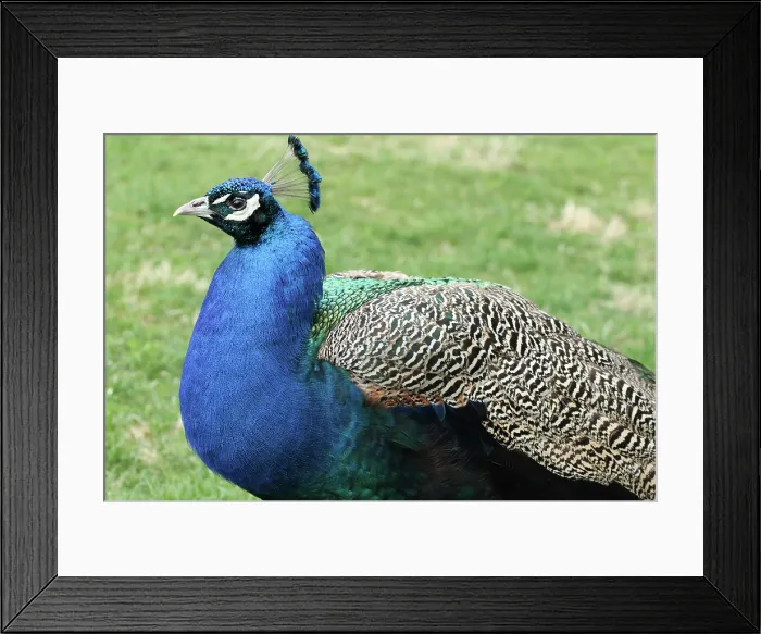 Framed Print : Peacock portrait