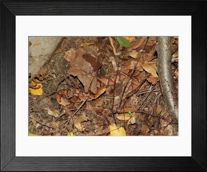 Framed Print : Northern Copperhead Framed Print : Northern Copperhead