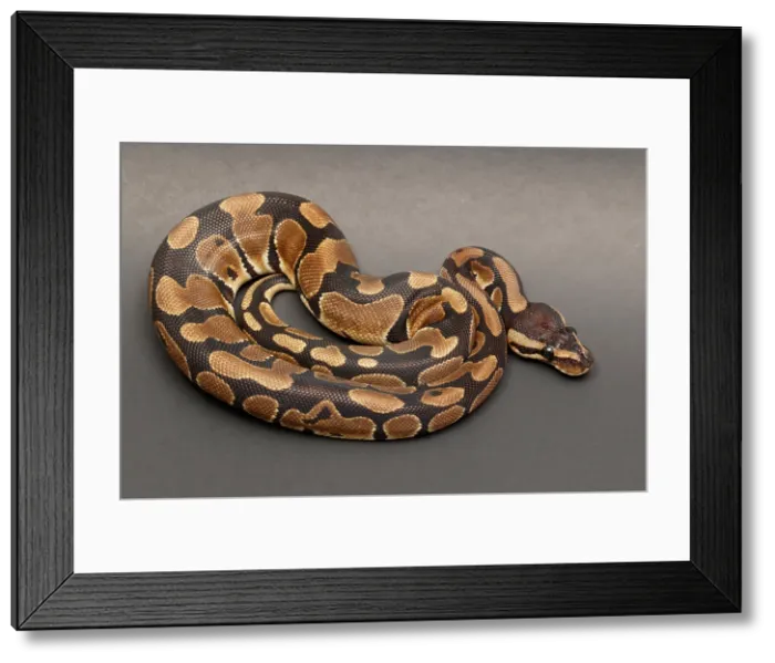 Framed Print : Ball Python (Python regius) Framed Print : Ball Python (Python regius)