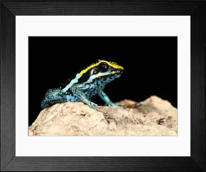 Framed Print : Peppered Poison Dart Frog Framed Print : Peppered Poison Dart Frog
