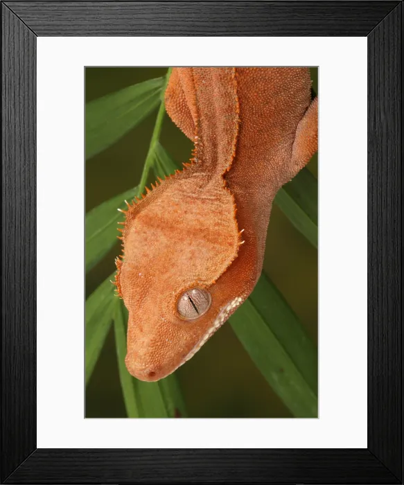 Framed Print : Crested Gecko (Correlophus ciliatus) Framed Print : Crested Gecko (Correlophus ciliatus)