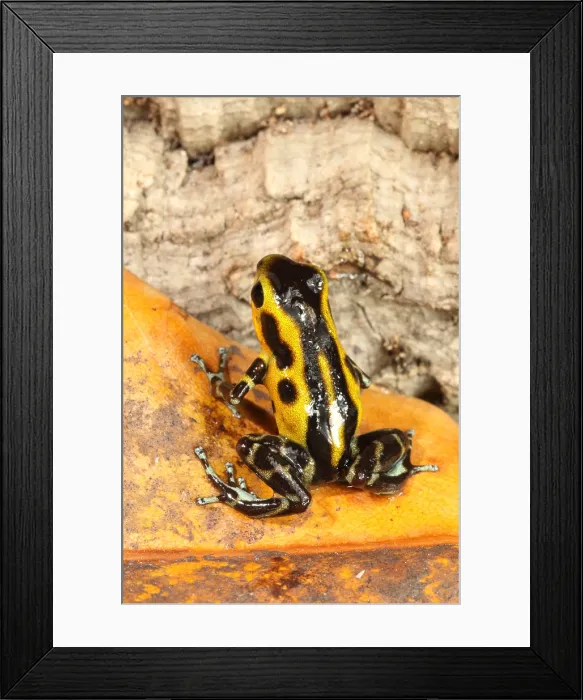 Framed Print : Poison Dart Frog (Oophaga pumilio) Framed Print : Poison Dart Frog (Oophaga pumilio)