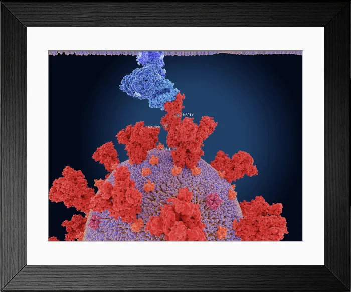 Framed Print : Main mutation sites of the UK COVID-19 variant