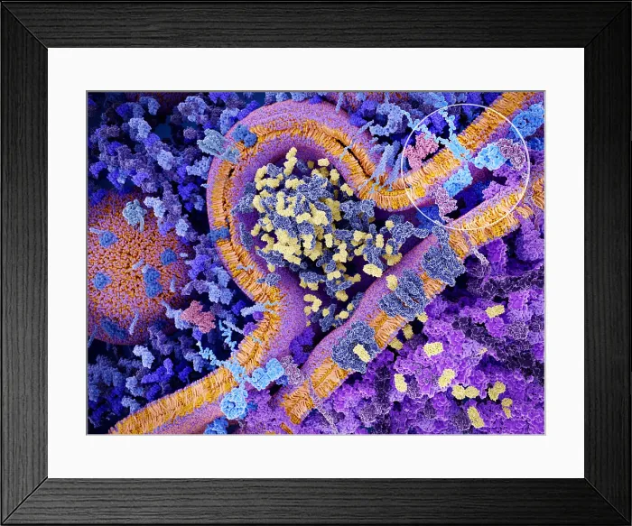 Framed Print : CAR T-cell Immunotherapy Framed Print : CAR T-cell Immunotherapy