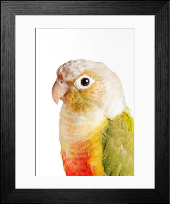 Framed Print : Green-cheeked Conure Pineapple (P. molinae)