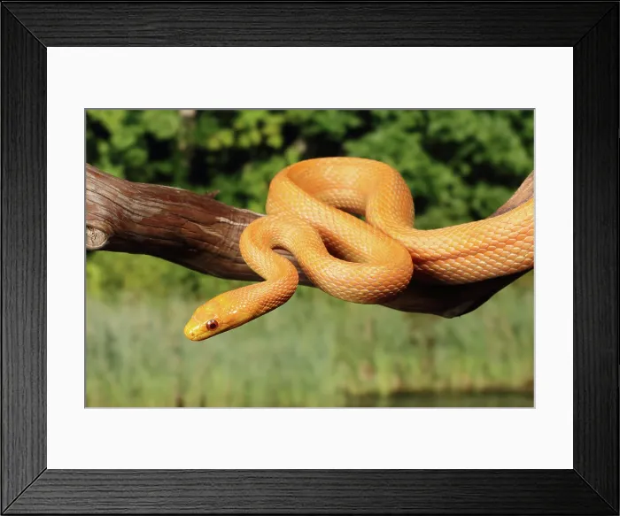 Framed Print : Everglades Rat Snake on Branch Framed Print : Everglades Rat Snake on Branch
