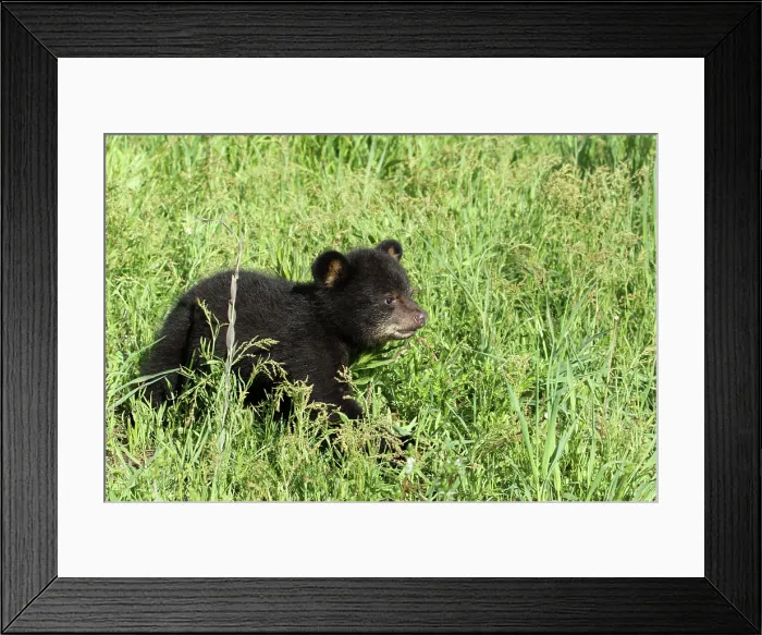 Framed Print : American Black Bear Cub Framed Print : American Black Bear Cub