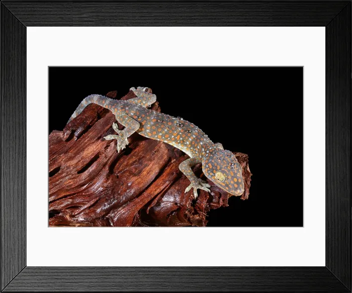 Framed Print : Tokay Gecko Framed Print : Tokay Gecko