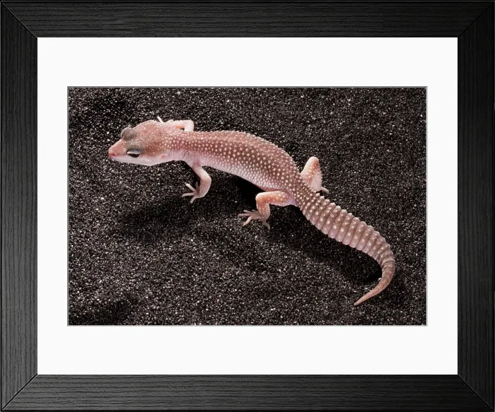 Framed Print : Leopard Gecko (Eublepharis macularius) Framed Print : Leopard Gecko (Eublepharis macularius)