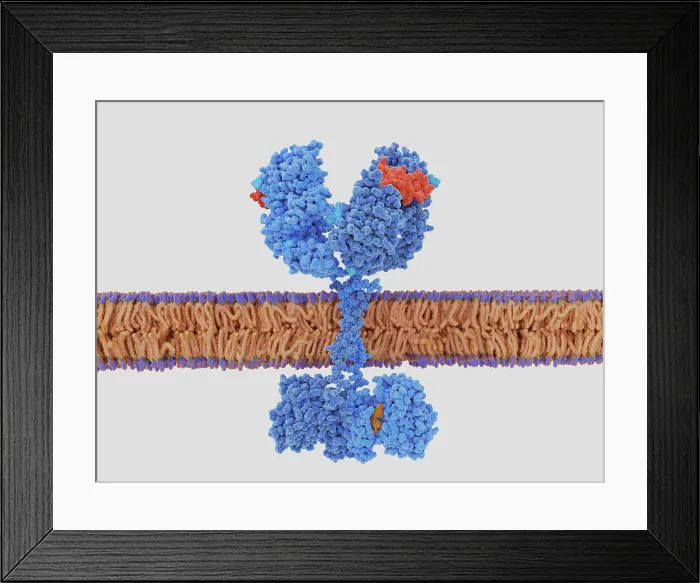 Framed Print : The epidermal growth factor receptor activated by EGF Framed Print : The epidermal growth factor receptor activated by EGF