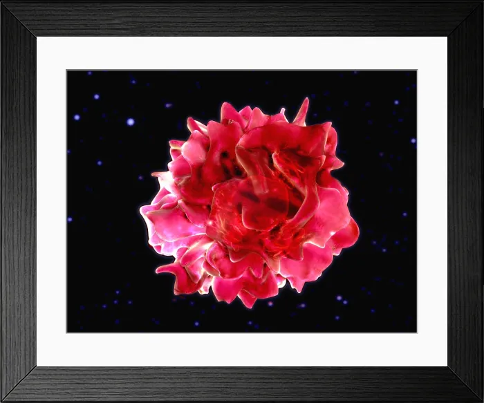 Framed Print : Dendritic cell Framed Print : Dendritic cell
