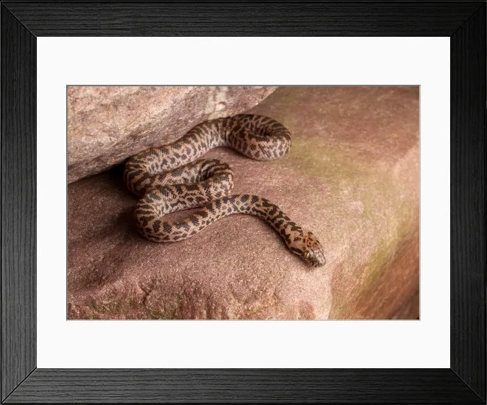 Framed Print : Spotted Python (Antaresia maculosa)