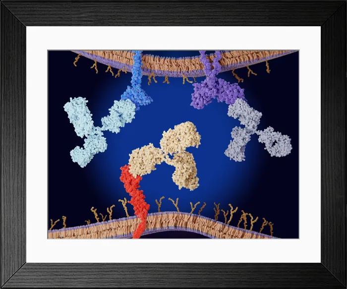 Framed Print : Immune checkpoint inhibitors: PD-1, CTLA_4 and PD-1 blocked by therapeutic antibodies Framed Print : Immune checkpoint inhibitors: PD-1, CTLA_4 and PD-1 blocked by therapeutic antibodies
