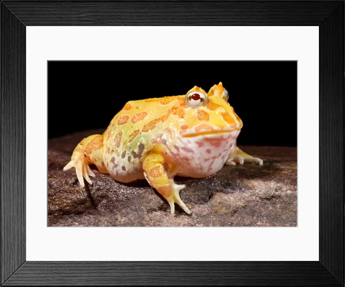 Framed Print : Pac Man Frog (Ceratophrys) Framed Print : Pac Man Frog (Ceratophrys)