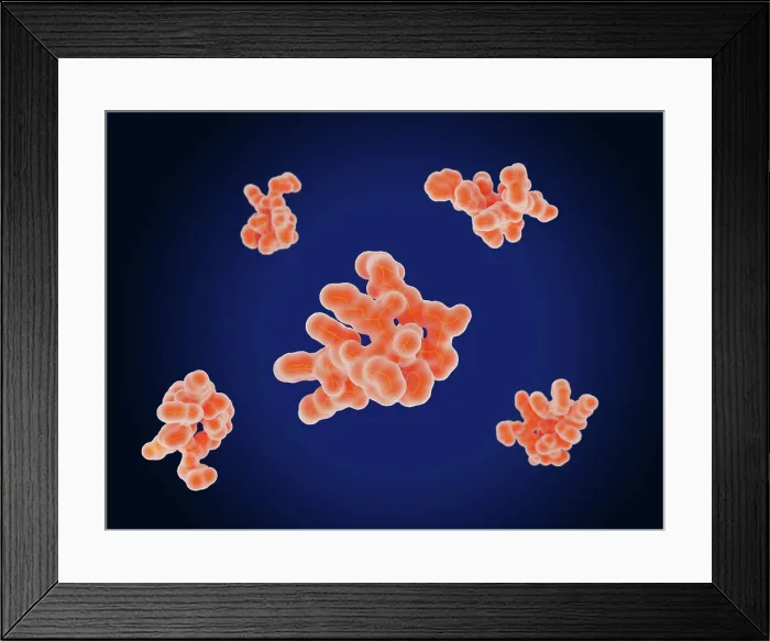 Framed Print : The epidermal growth factor (EGF) Framed Print : The epidermal growth factor (EGF)
