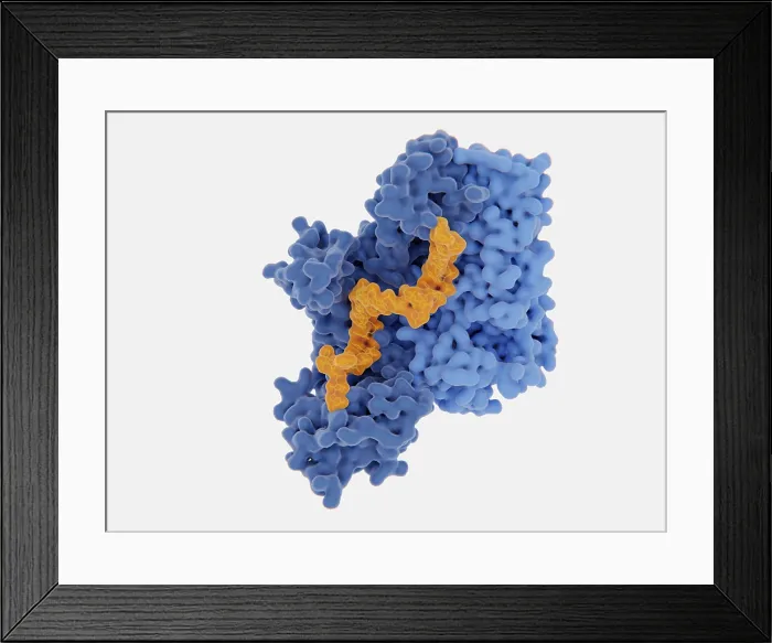 Framed Print : HIV-1 reverse transcriptase, molecular model Framed Print : HIV-1 reverse transcriptase, molecular model