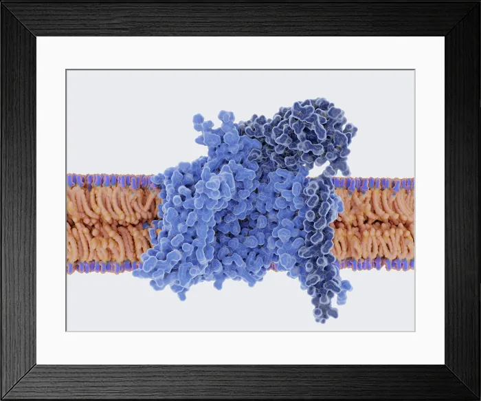 Framed Print : Voltage-gated Sodium Channel in the Open Conformation Framed Print : Voltage-gated Sodium Channel in the Open Conformation