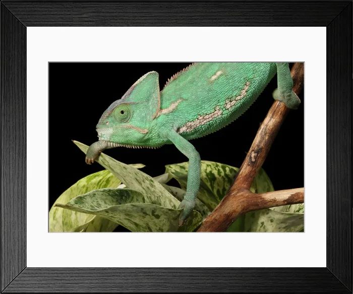 Framed Print : Veiled Chameleon on a Stick Framed Print : Veiled Chameleon on a Stick
