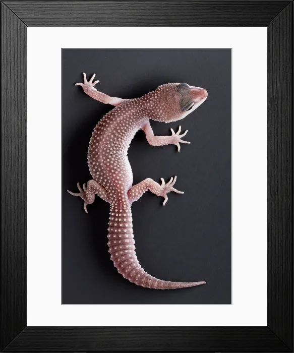 Framed Print : Leopard Gecko (Eublepharis macularius) Framed Print : Leopard Gecko (Eublepharis macularius)