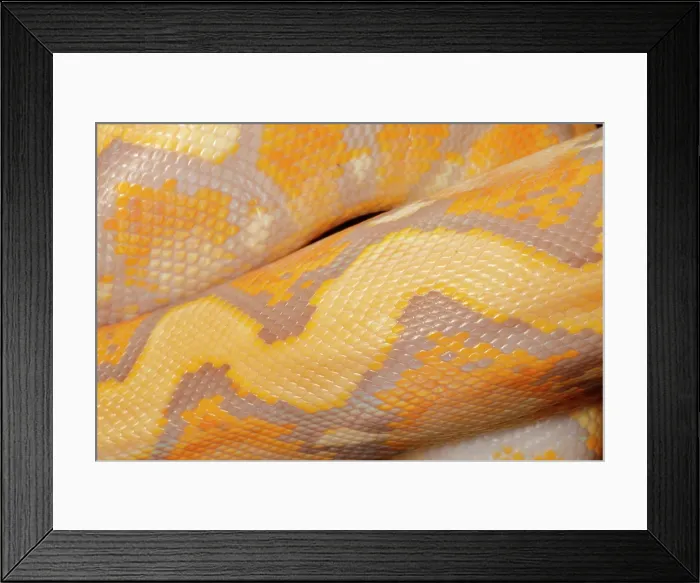 Framed Print : Reticulated Python (Lavender Morph) Scale Detail 1