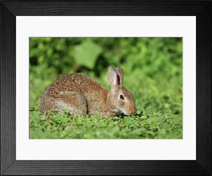 Framed Print : Eastern cottontail (Sylvilagus floridanus) Framed Print : Eastern cottontail (Sylvilagus floridanus)