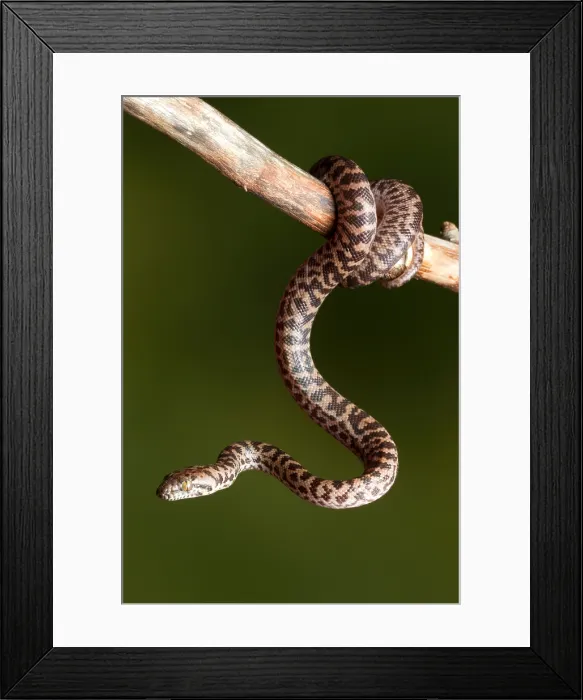 Framed Print : Spotted Python (Antaresia maculosa) on branch Framed Print : Spotted Python (Antaresia maculosa) on branch