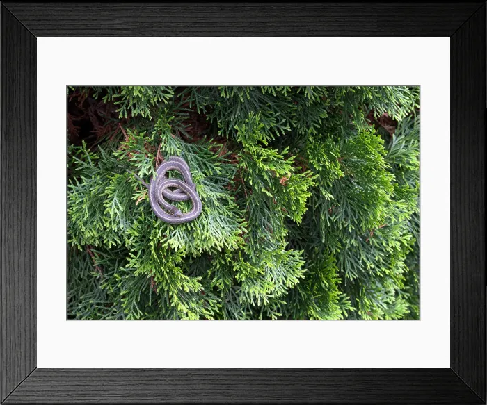 Framed Print : Eastern Ribbon Snake Framed Print : Eastern Ribbon Snake