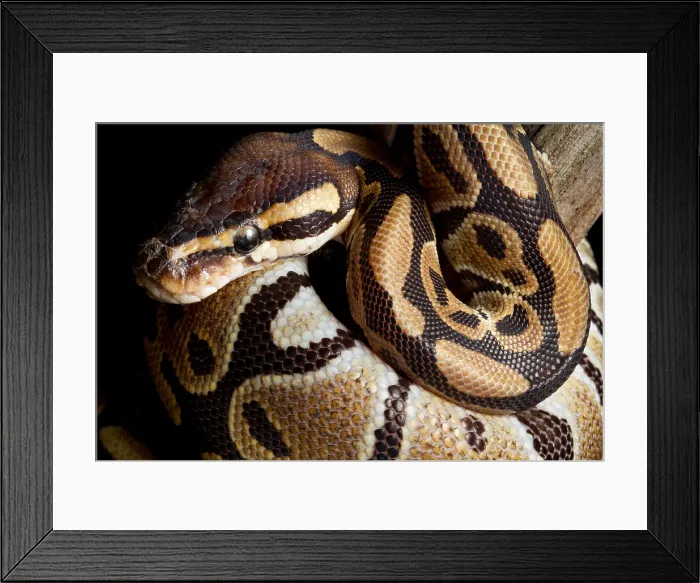 Framed Print : Ball Python (Python regius) Framed Print : Ball Python (Python regius)