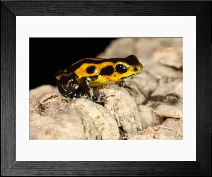 Framed Print : Poison Dart Frog (Oophaga pumilio) Framed Print : Poison Dart Frog (Oophaga pumilio)