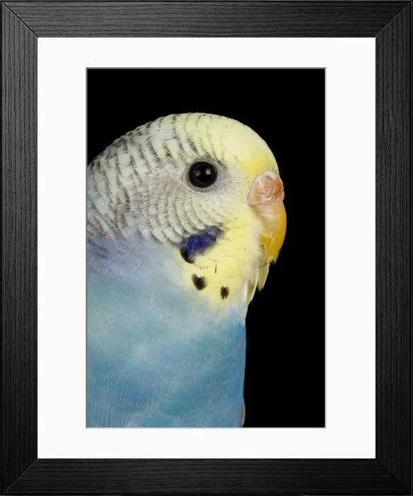 Framed Print : Budgerigar (Melopsittacus undulatus) portrait Framed Print : Budgerigar (Melopsittacus undulatus) portrait