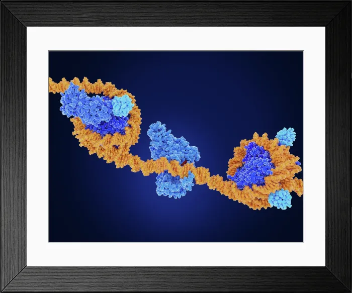 Framed Print : Main epigenetic modifications performed by DOT1L, DMNT1 and ubiquitin Framed Print : Main epigenetic modifications performed by DOT1L, DMNT1 and ubiquitin