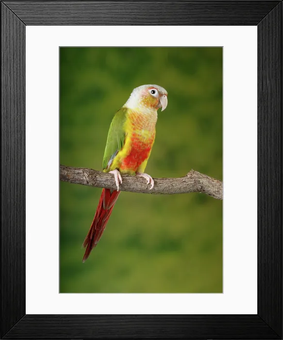 Framed Print : Green-cheeked Conure Framed Print : Green-cheeked Conure
