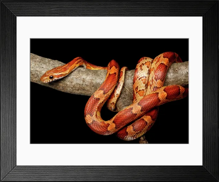 Framed Print : Corn Snake climbing on branch Framed Print : Corn Snake climbing on branch