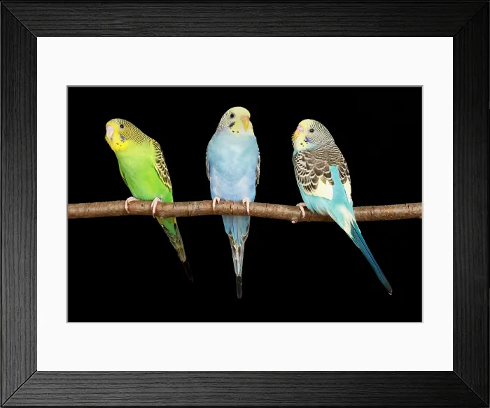Framed Print : Three Bugerigars on a branch