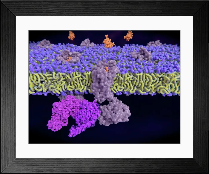 Framed Print : Enkephalin binding to opioid receptor, illustration