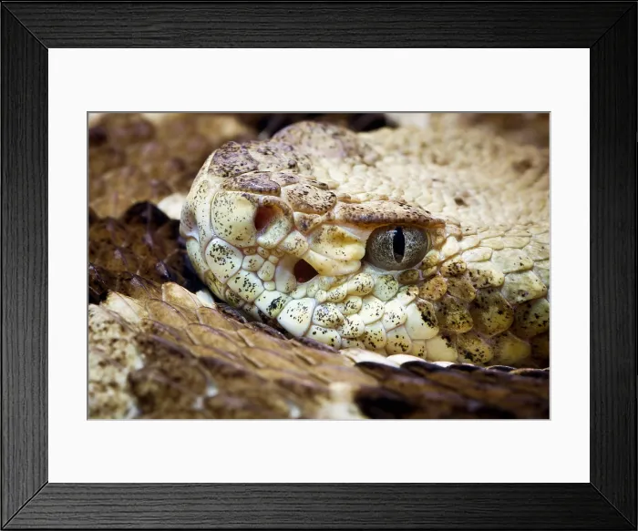Framed Print : Timber Rattlesnake (Crotalus horridus) Framed Print : Timber Rattlesnake (Crotalus horridus)