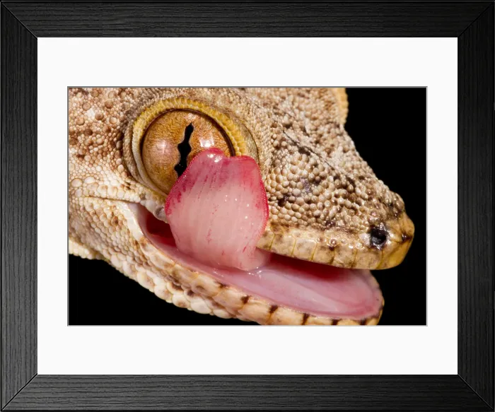 Framed Print : Crocodile Gecko cleaning eye