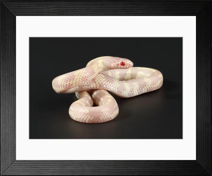Framed Print : Albino California kingsnake Framed Print : Albino California kingsnake