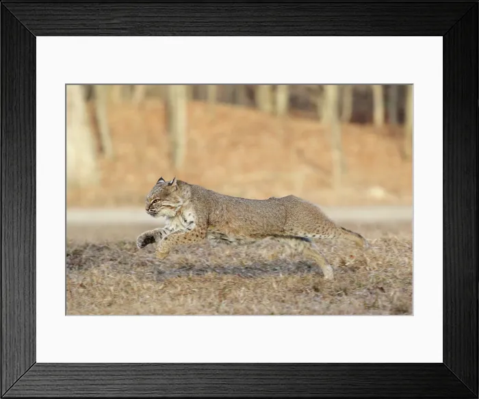 Framed Print : Bobcat running through field Framed Print : Bobcat running through field