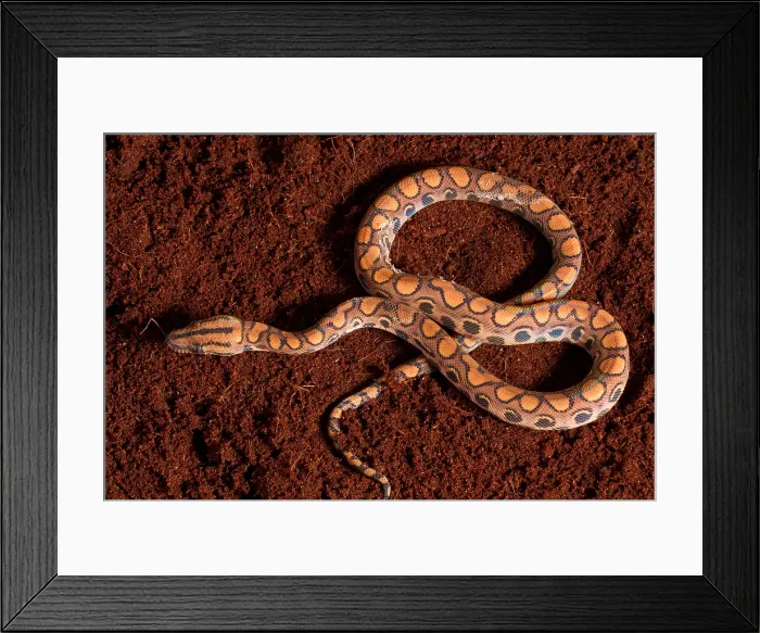 Framed Print : Brazilian Rainbow Boa