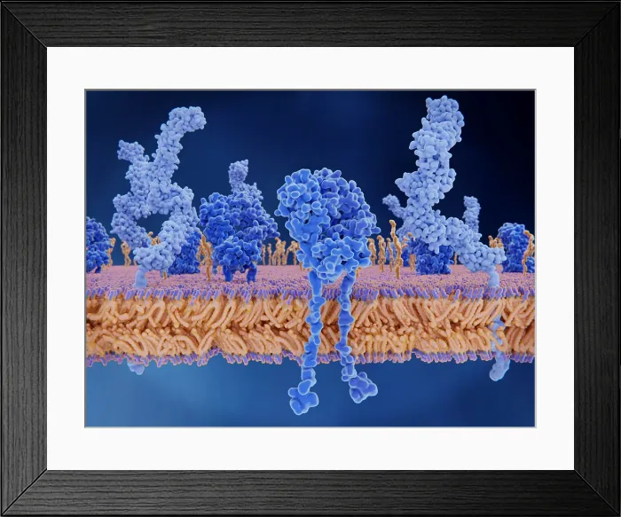 Framed Print : T-cell receptors and CD4 molecules on the membrane of a T-cell Framed Print : T-cell receptors and CD4 molecules on the membrane of a T-cell