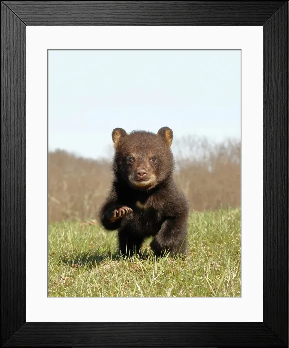 Framed Print : American Black Bear Cub Running