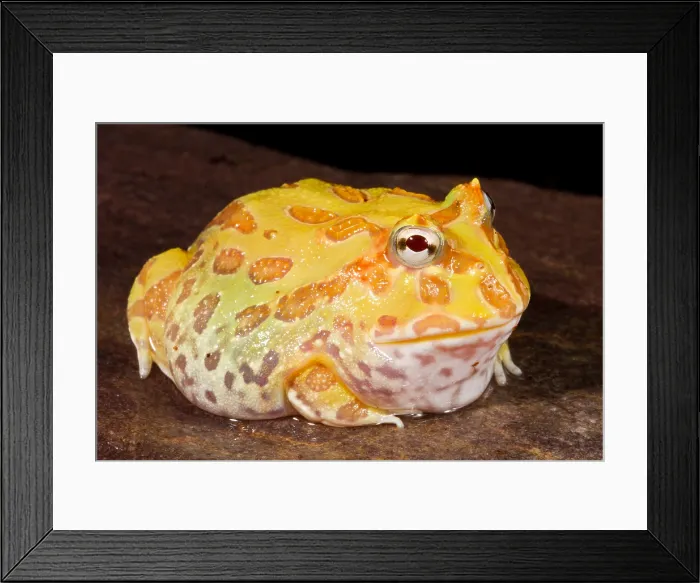 Framed Print : Pac Man Frog (Ceratophrys) Framed Print : Pac Man Frog (Ceratophrys)