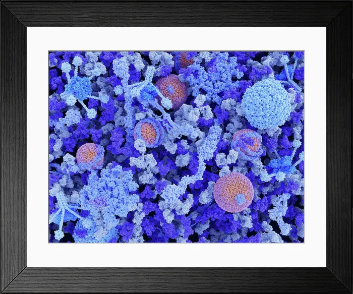 Framed Print : Main components of the blood plasma Framed Print : Main components of the blood plasma