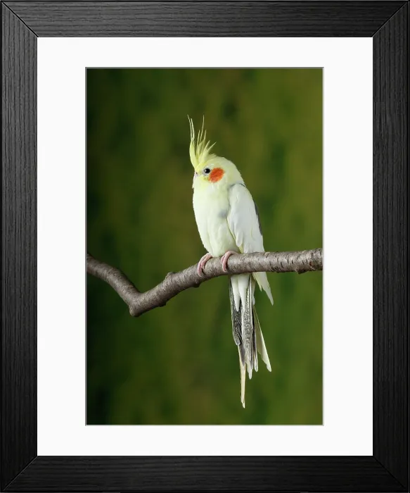 Framed Print : Cockatiel (Nymphicus hollandicus)