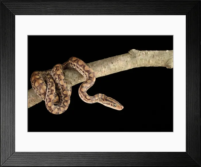 Framed Print : Colombian Rainbow Boa (Epicrates maurus) Framed Print : Colombian Rainbow Boa (Epicrates maurus)