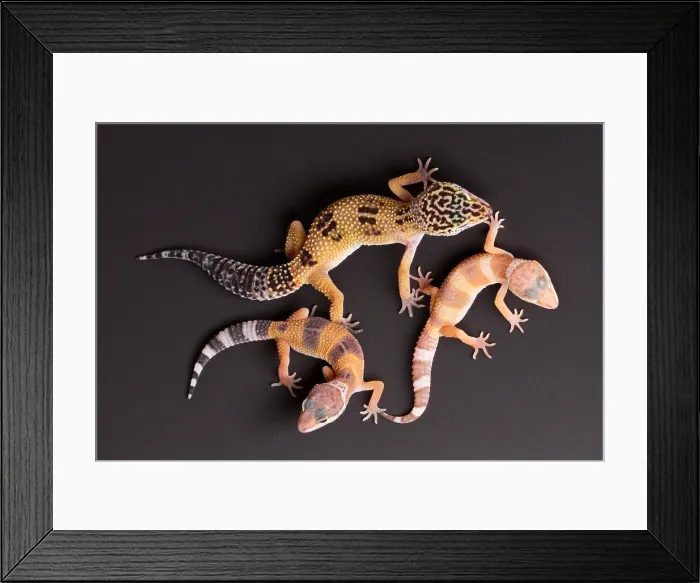 Framed Print : Leopard Gecko (E. macularius) collection Framed Print : Leopard Gecko (E. macularius) collection