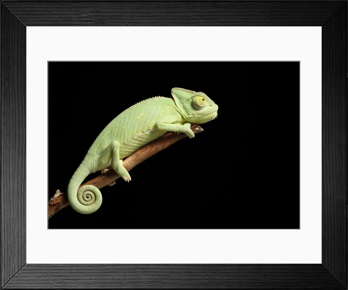 Framed Print : Veiled Chameleon on a Stick Framed Print : Veiled Chameleon on a Stick